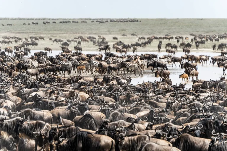The great wildebeest migration in Serengeti.