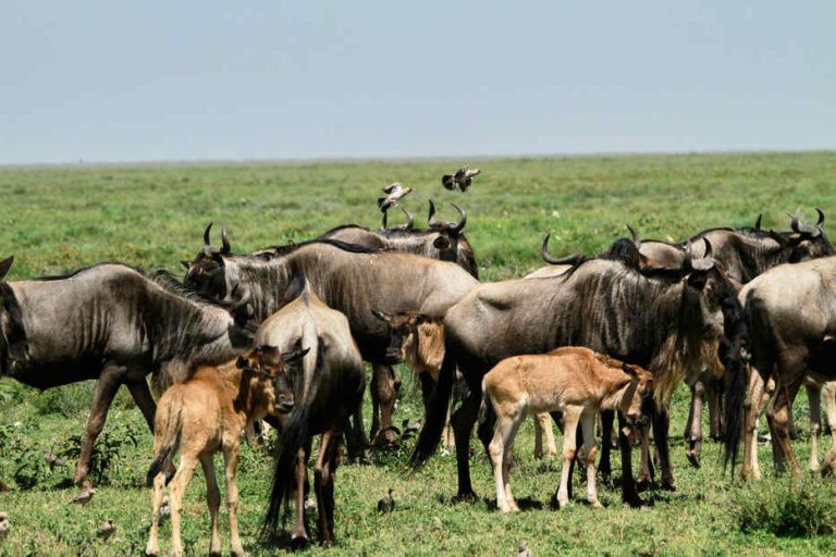 Wildebeest Migration Calving